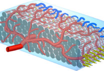 Illustration of cardiac patch