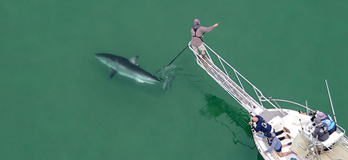 Greg Skomal and the Atlantic White Shark Conservancy crew on a boat filming and tagging a Great White shark in Cape Cod.