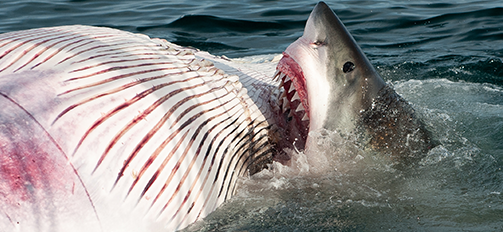 Cape Cod White Shark feeding off of a whale