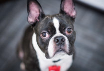 Auggie, a three-year-old Boston terrier, is a therapy dog at the University’s Sexual Assault Response & Prevention Center.