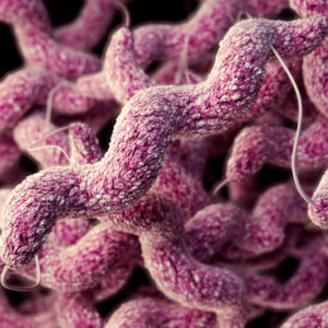 A computer-generated image of a cluster of drug-resistant Campylobacter bacteria. Photo courtesy of James Archer/CDC