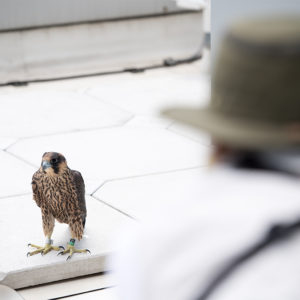 MassWildlife volunteer Ursula Goodine returned a young peregrine falcon to its nest on the roof of 33 Harry Agganis Way after it flew into a FitRec window and fell. Photo by Cydney Scott