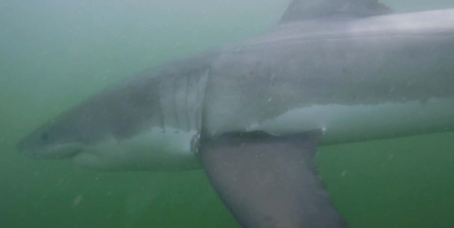 Tracking the Secret Lives of Great White Sharks