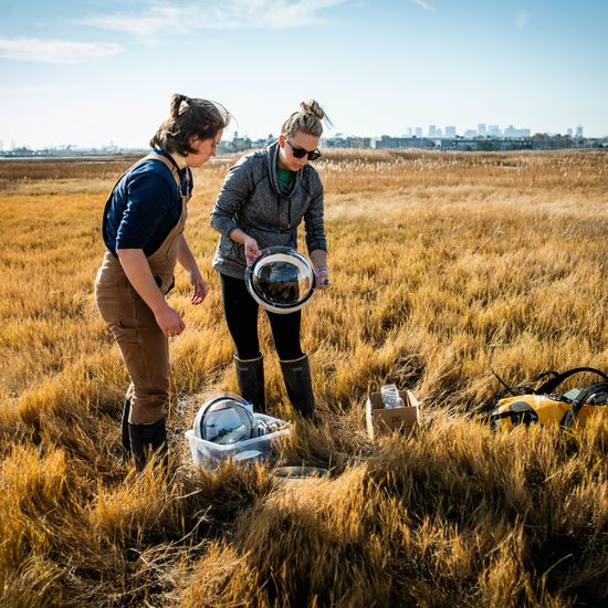 Adjunct Assistant Professor Amanda Vieillard (CAS’11, GRS’13) (right) and PhD student Catherine Mahoney (GRS’25,’28) take carbon samples from East Boston’s Belle Isle Marsh Reservation