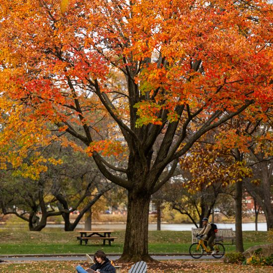 A student studies on Alpert Mall under the warm hues of a fall tree