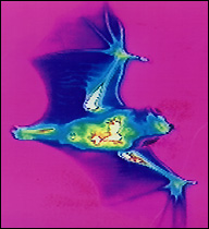 thermal image 