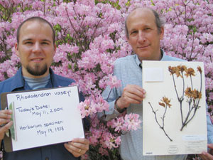 Richard Primack (right), a CAS professor of biology, and graduate student Abraham Miller-Rushing (GRS’08) have found that plants in Boston’s Arnold Arboretum are flowering eight days earlier on average than they did a century ago. The earlier bloom times closely parallel the rise in Boston’s average annual temperature — about three degrees Fahrenheit — over the same time period. Primack holds an herbarium specimen collected from the azalea behind him at its peak bloom on May 18, 1938. The same azalea flowered eight days earlier this past May. Photo by Anica Miller-Rushing