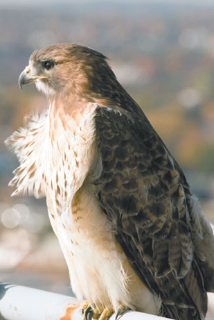 Winter coat. This red-tailed hawk, spotted recently atop the roof of the student residence at 10 Buick St., has the best available view of West Campus. Photo by Kalman Zabarsky