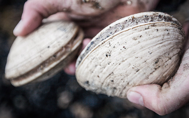 Close up image of a butter clam shell harvested on a beach in Dutch Harbor, Unalaska