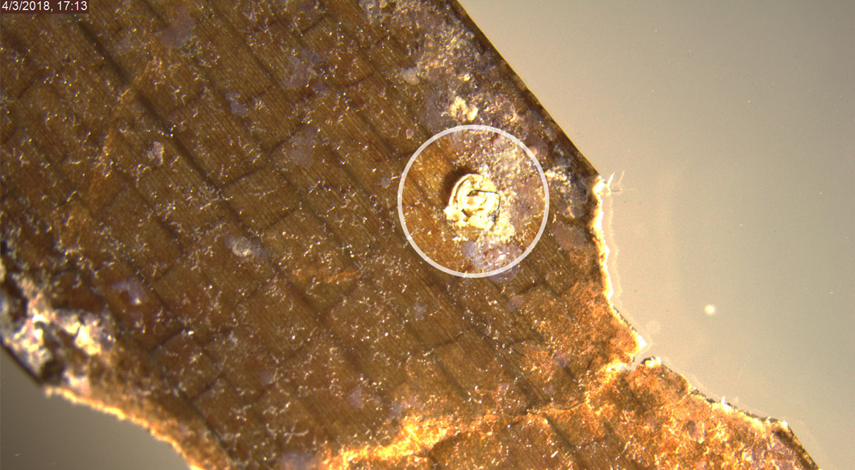 Microscopic image of seagrass from Belize showing a black microplastic fiber and parrotfish bitemarks.