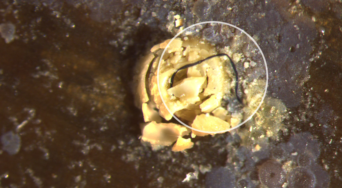 Microscopic image of marine plastic pollution showing a microplastic fiber poking out of epibiont layers on a seagrass blade.