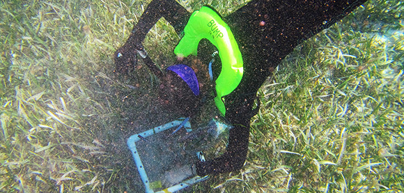Viewed underwater from above, a BU researcher scuba dives to collects seagrass samples.