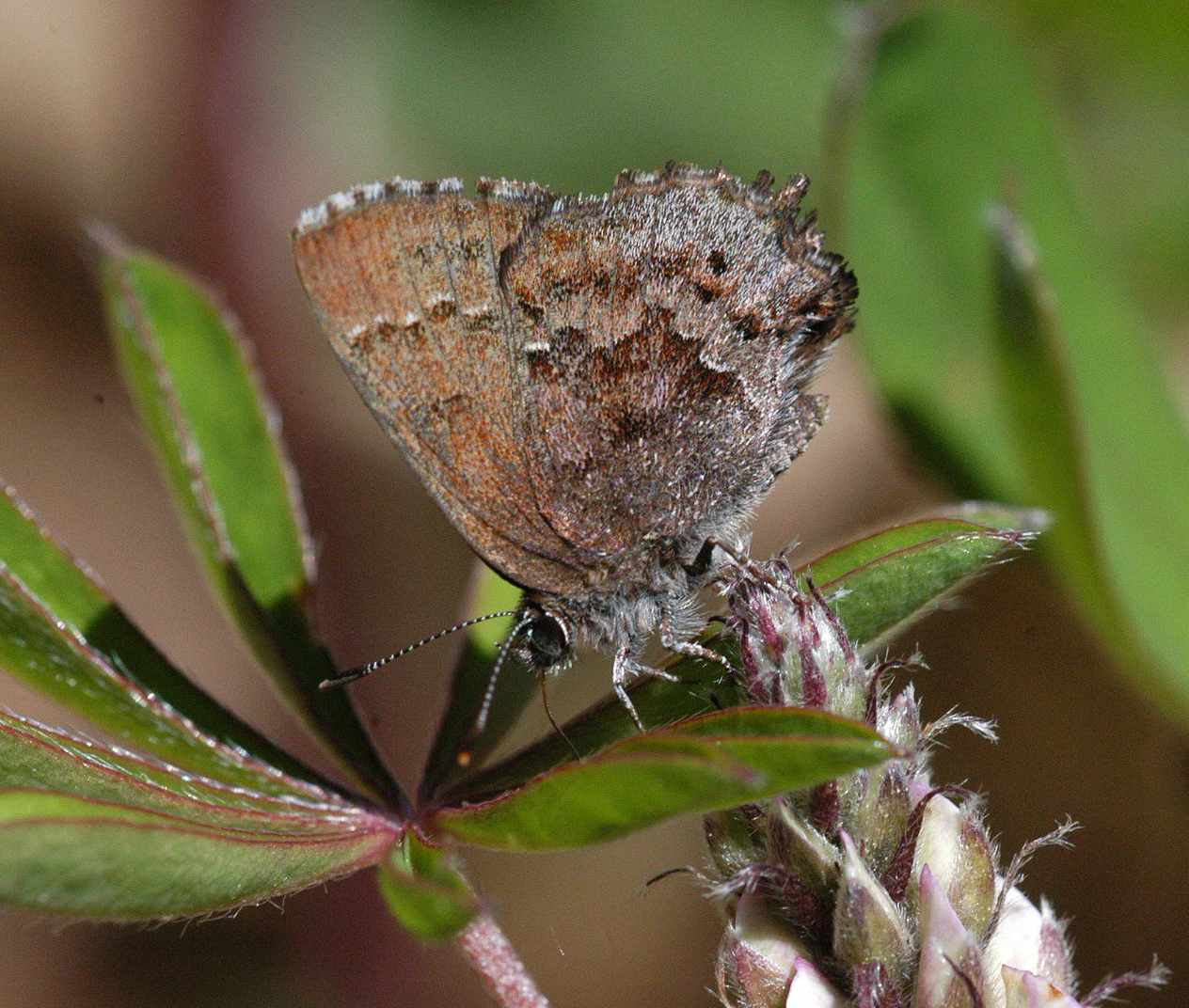 Frosted Elfin Butterfly Frosted Elfin Butterfly