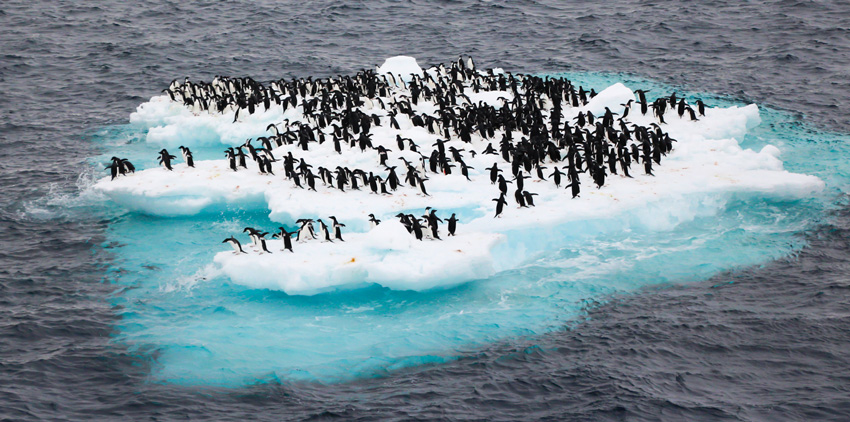 During shore excursions by Zodiac pontoon boats, Kubiszewski explored sites including the volcanic Deception Island (previous page). By the end of the century, climate change may have drastically reduced the population of Adélie penguins, which live across Antarctica.