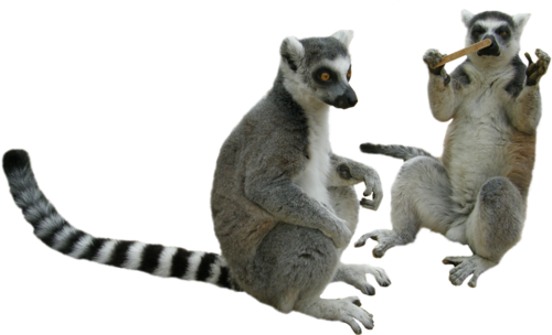 lemur hanging on bamboo