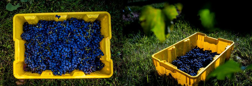 Verde grows eight varieties of grape and, despite frequently promising to scale back his operation, can’t resist trying out new hybrids.