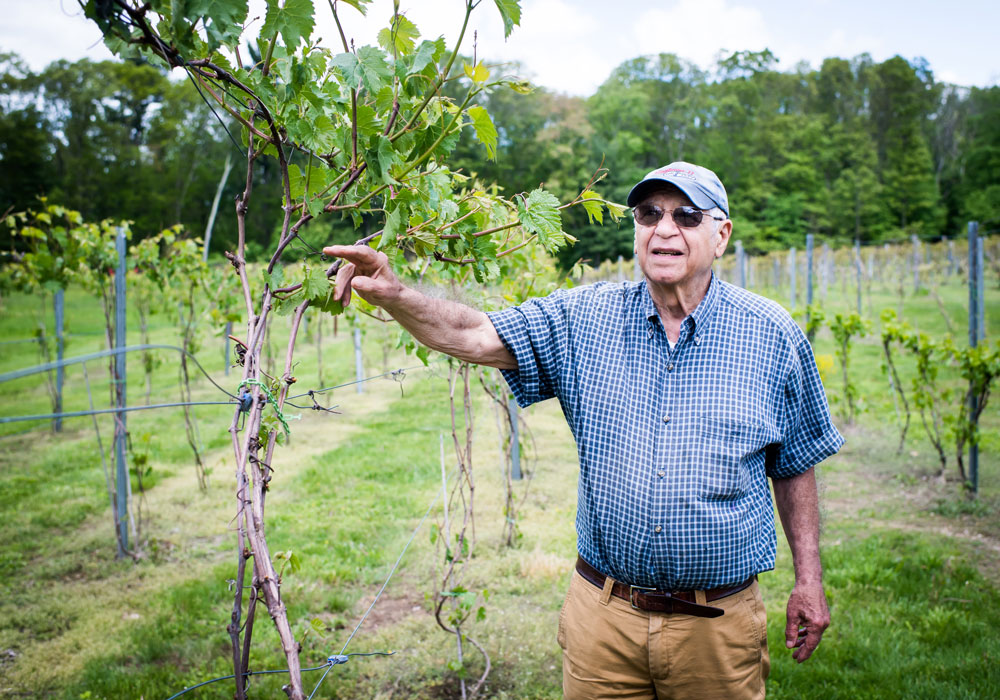 Jim Verde (Wheelock’61, GRS’63) inspects vines on his vineyard in Johnston, R.I. He has 2,000 plants