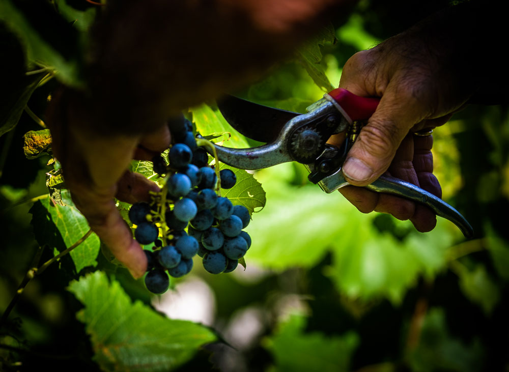 Hands pruning grapes