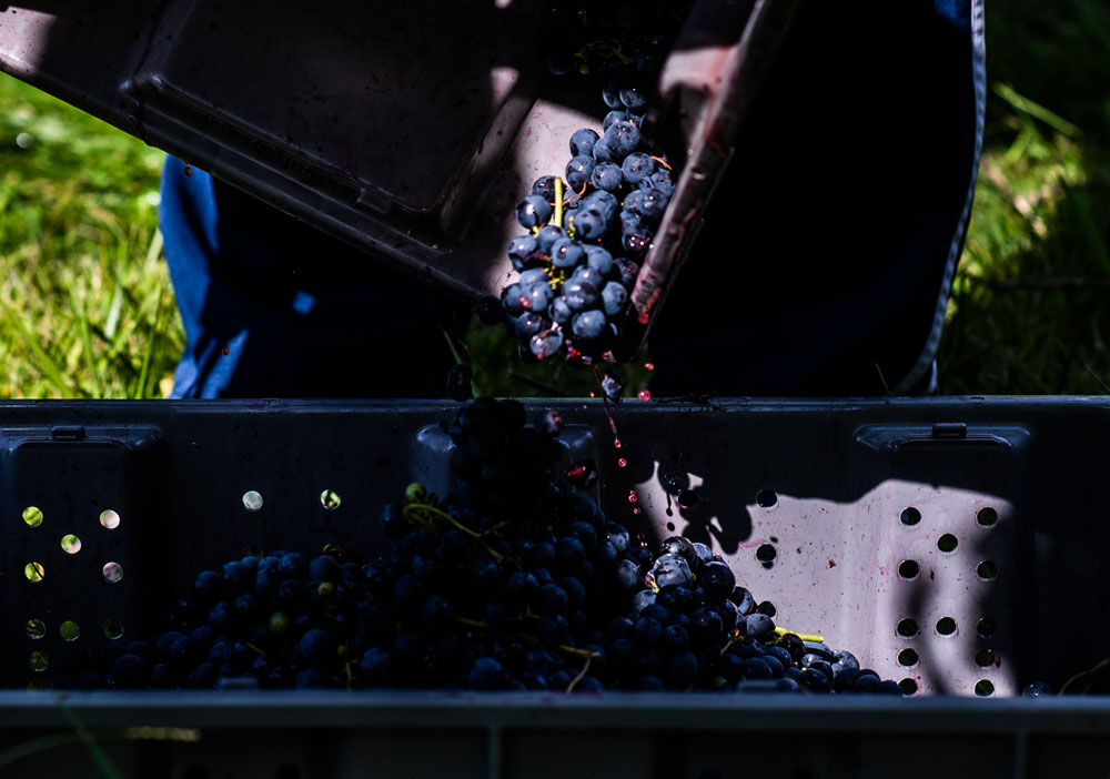 Grape harvest day at Verde Vineyards in Johnston, RI on September 8, 2019.