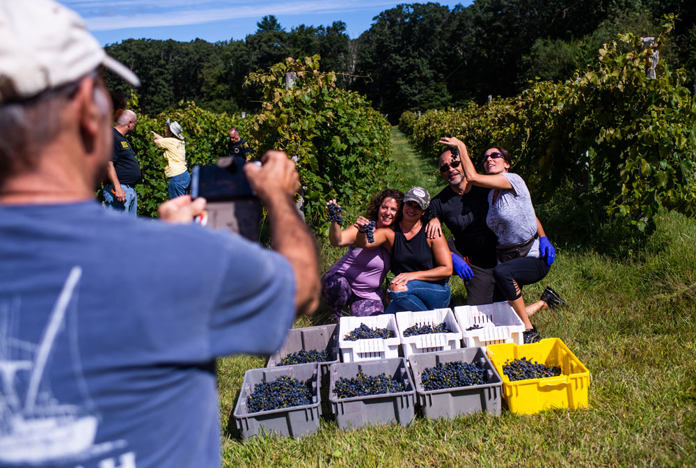 Grape harvest day at Verde Vineyards in Johnston, RI on September 8, 2019.