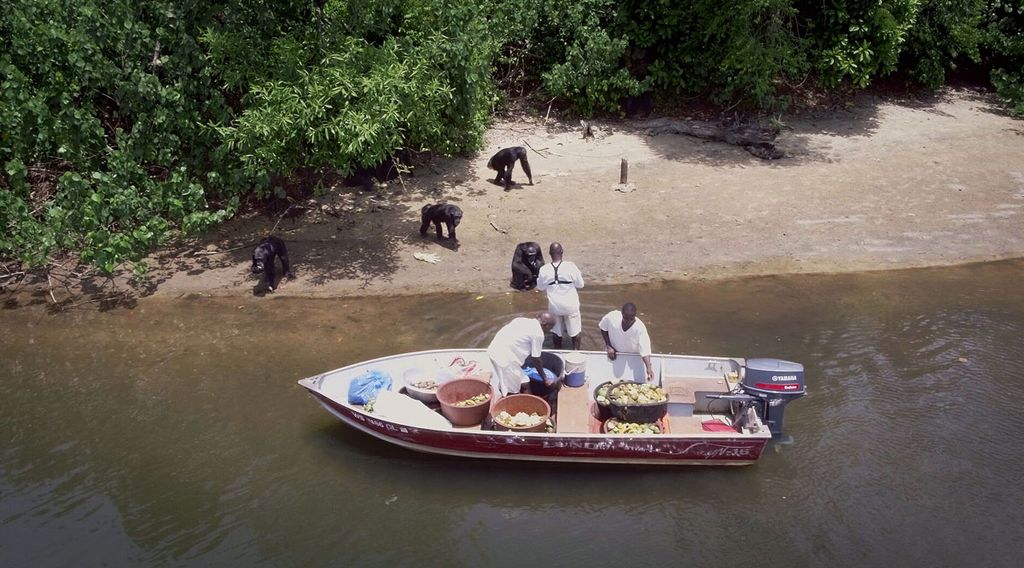 Lindsey Parietti’s Blood Island tells the story of chimpanzees abandoned by a laboratory on a series of Liberian islands, and the volunteers—led by former lab worker Joseph Thomas (left)—dedicated to saving them.