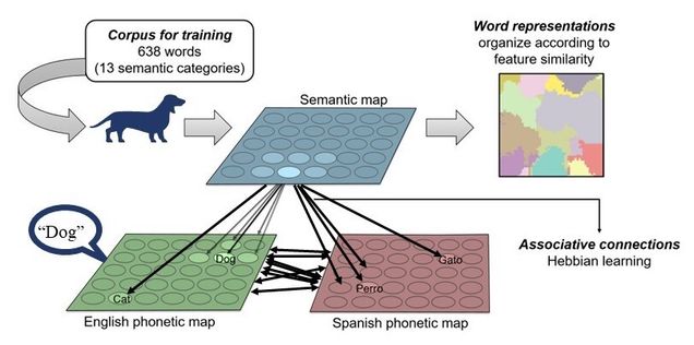Corpus for training (630 words, 13 semantic categories). Semantic Map, Word Representations, English phonetic map, spanish phonetic map, Associative connections (Hebbian learning).