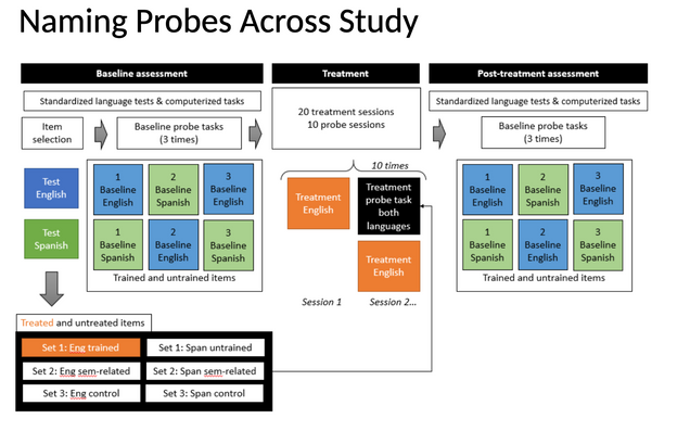 Naming probes across study. Baseline assessment, treatment, post-treatment assessment.