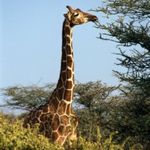 giraffe-225x300