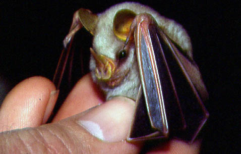 Bat Facts And Folklore Center For Ecology Conservation Biology Some Bats Found In The Tropics Make Their Own Roosts Called Tents From Large Leaves Rainforest Chew On Veins Of