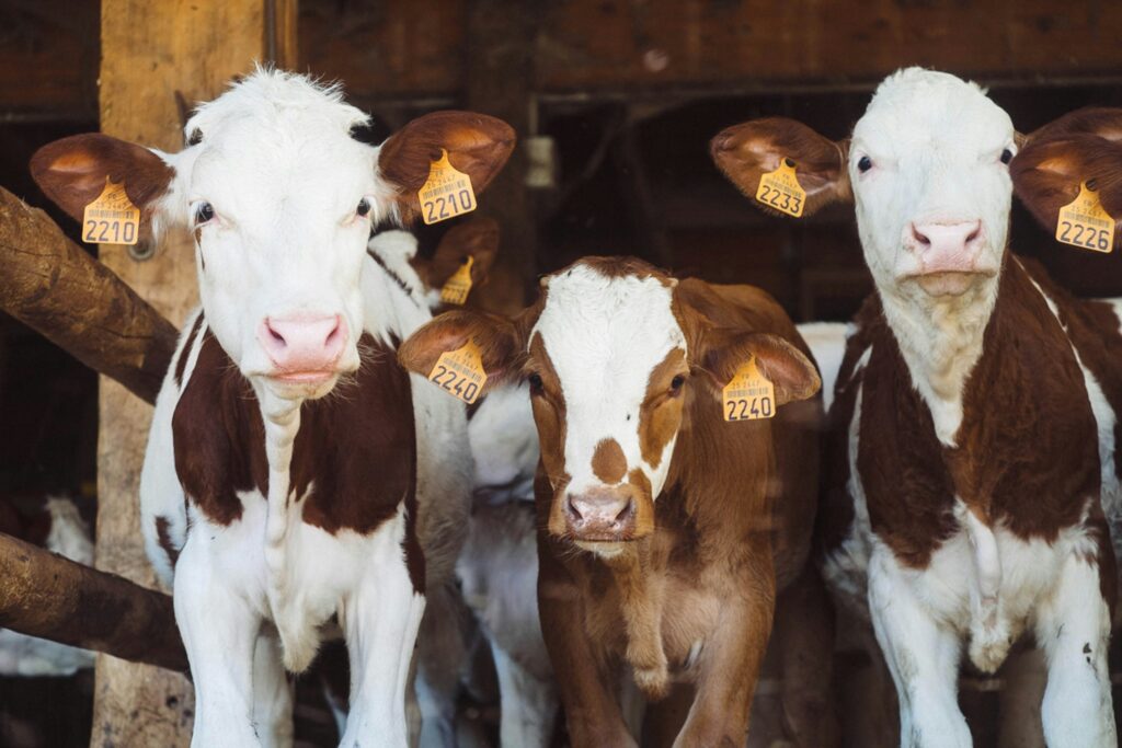 three cows in a barn