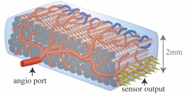 Illustration of 2mm thick engineered cardiac tissue