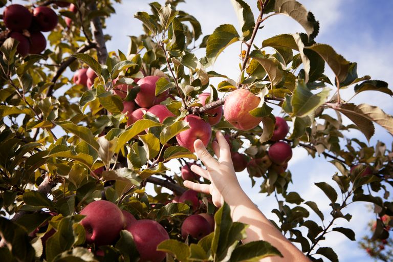 image of hand picking apple in orchard