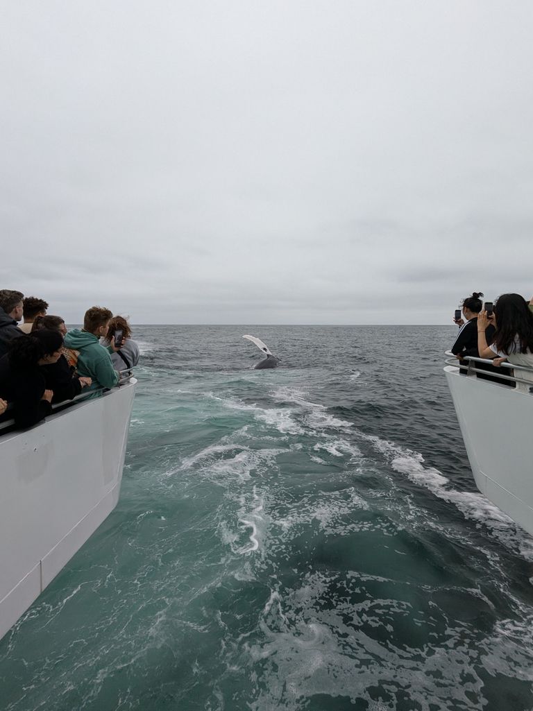 bow of two boats and a whale tale rising out o9f the water in front of them