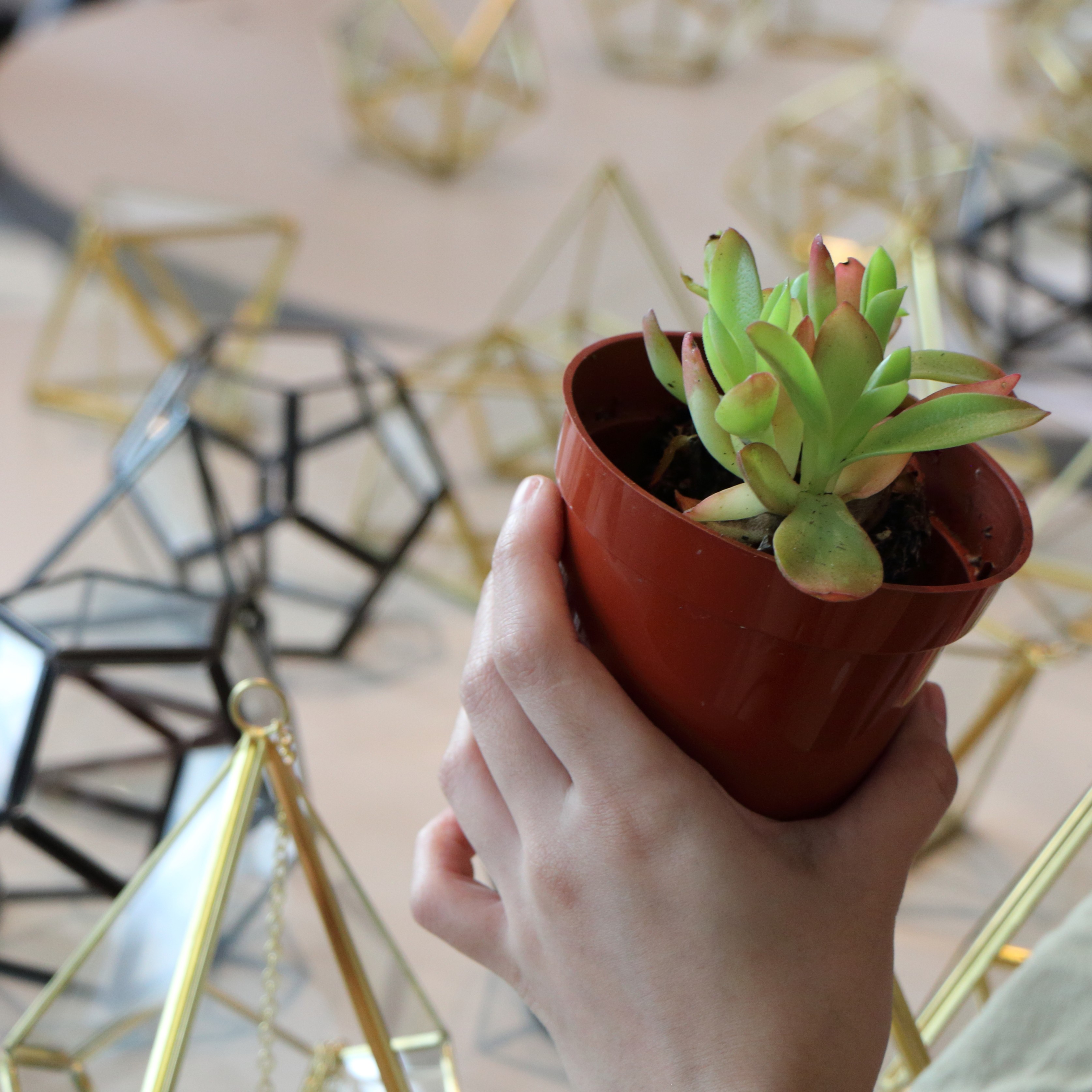  A Boston University College of Fine Art student holding a small green succulent in a pot while attending CFA's Stress Reliever event.