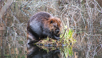 Beaver on dam