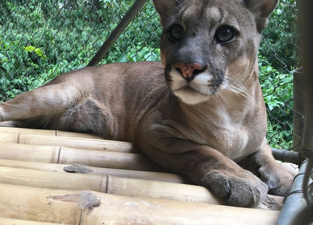 One of the animals that Caroline cared for