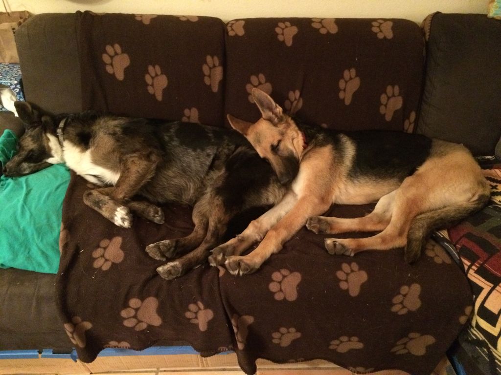 Jonathan Panush (’92, COM’94) lives in Sacramento, Calif., and has been working in logistics and international sales for Gamewright Games and Ceaco, a puzzle company, for more than 20 years. He writes, “For fun, I foster shelter dogs with my own rescue, Mojo.”
