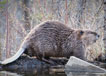 Beaver