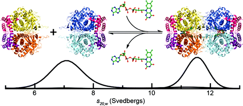 Professor Sean Elliot Flavin-Induced Oligomerization 