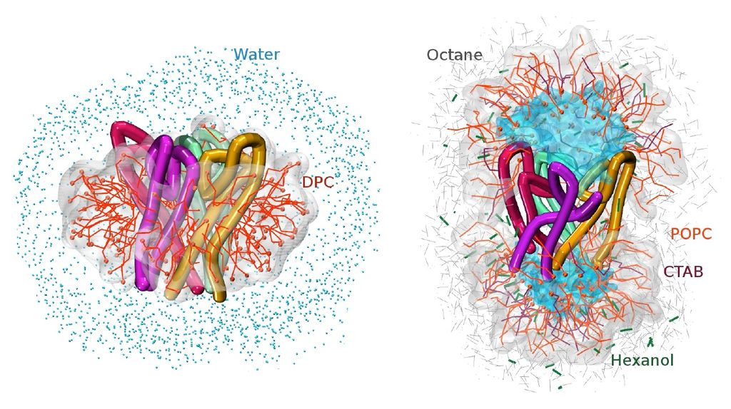 Coarse-grained computational models of the tetrameric KcsA potassium ion channel encapsulated in (left) normal micelle and (right) reverse micelle environments.