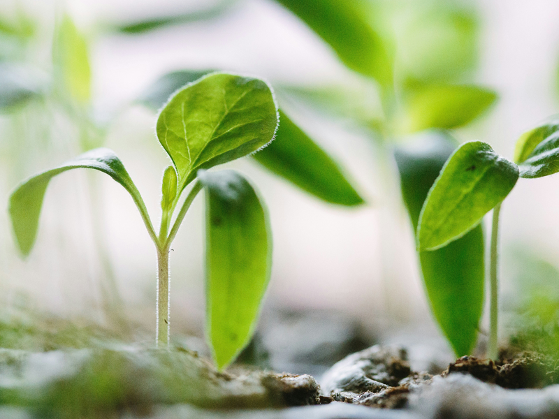 Plants Growing