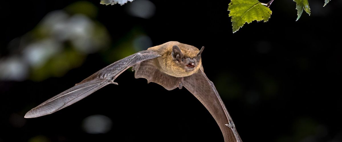 a bat in flight with trees in the background