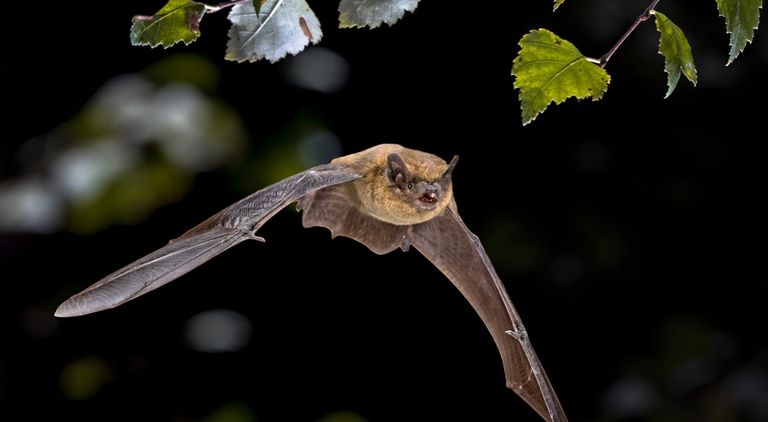 a bat in flight with trees in the background