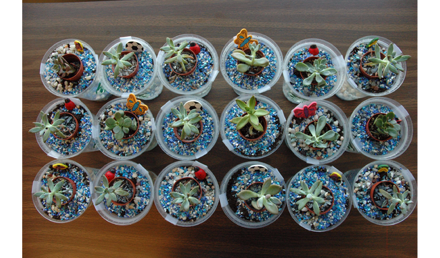 Terrarium