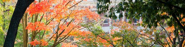 Leaves in fall colors