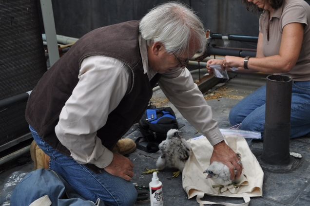 Tom French from Mass Wildlife bands the chicks so he can track their age and migration patterns.