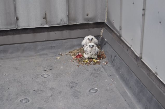 Peregrine falcons don't build traditional nests and are nesting on roofing gravel on a ledge of a BU building.