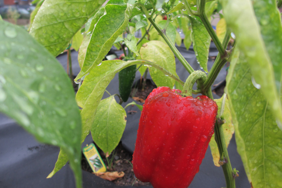 MED3 Red bell peppers were among the many vegetables planted this summer. Photo courtesy of Angela Jackson