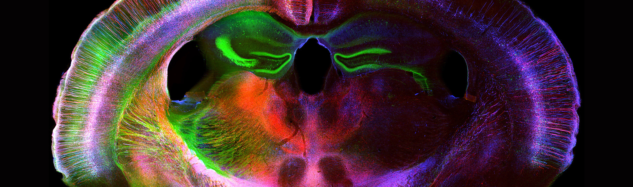 Center for Systems Neuroscience