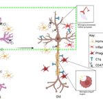diagram comparing a young brain cell to an aging brain cell